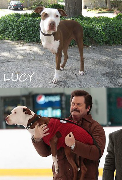 “Champion” (Lucy) the three-legged Pit Bull from Parks and Recreation