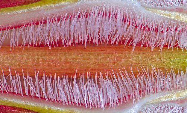 Subject: Pistil of the flower of Adenium obesumPhotographer: José R. Almodovar Rivera, University of Puerto Rico, Mayaguez, Puerto RicoMagnification: 10x