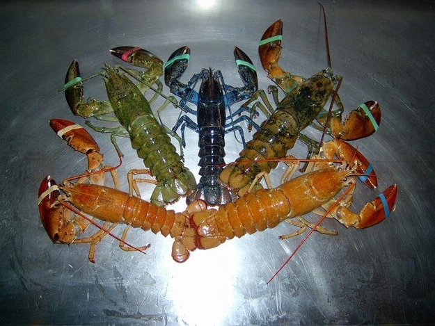 Atlantic lobster are usually a boring greenish-black when they're hauled in, but these five lobster showcase a range in pigmentation. According to Wikipedia, "Despite the rarity of strangely colored lobsters, many more of them are reported being caught. It is unclear as to whether this is an artifact of social media (i.e. it is easier to report catching a strangely colored lobster), or if it is due to a drop in predator populations."