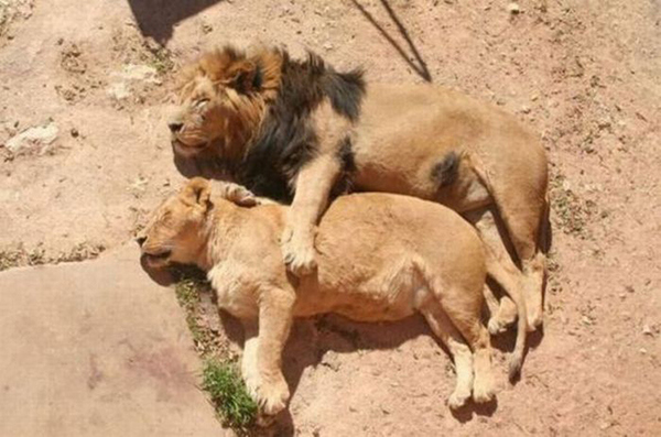 Bonus: Lions Spooning. Goodnight, Everyone!