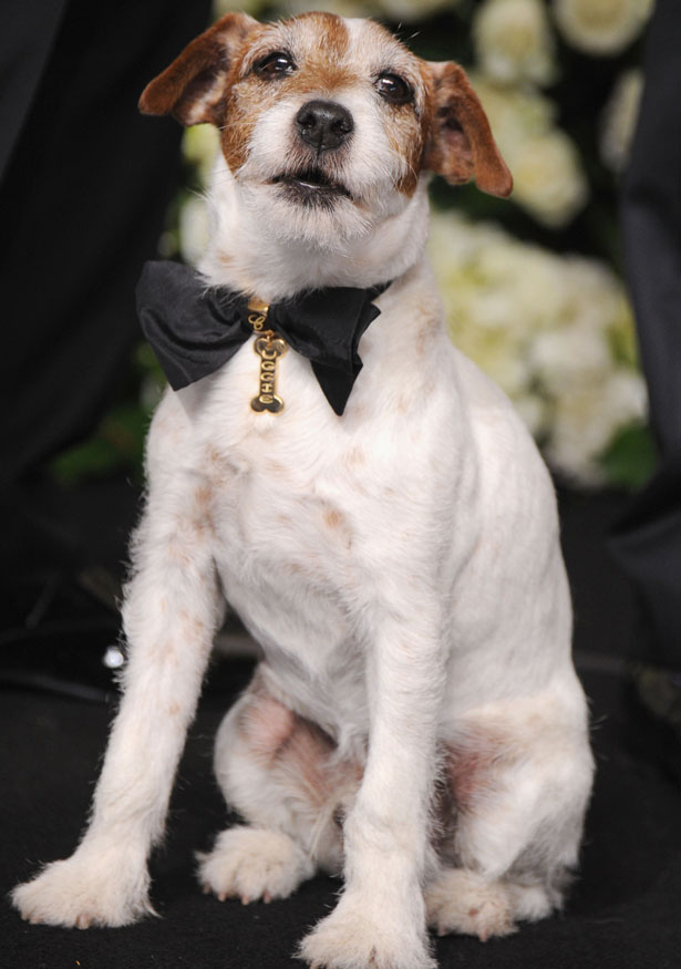 Soon to hang up his collar and retire from the film industry, the pampered pooch was kitted out by luxury jewellers Chopard at the Academy Awards.Fresh from accepting a Golden Collar Award for best dog in a theatrical film, Uggie arrived at The Weinstein Company’s pre-Oscars soirée in style, wearing his first of two one-of-a-kind collars worth a whopping £120,000. He then wore his Academy Award bow tie (hand-crafted with 18kt yellow gold and satin, and bearing his name) to the main event.