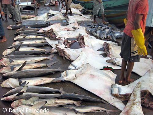 Something needs to be done, and not just in Fiji. On any given day, this fishmarket in Sri Lanka is filled with sharks and rays, including mantas. This photograph was taken by Daniel Fernardo of the Manta Trust.