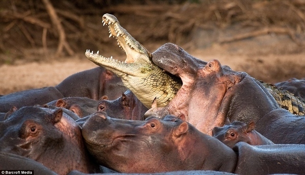 Occasionally, hippos eat alligators.
