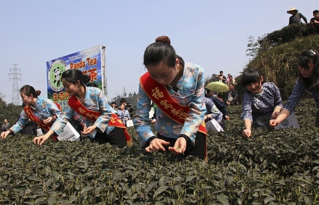 Employees collect tea leaves fertilized by panda droppings during a media event at a tea farm in Ya'an.