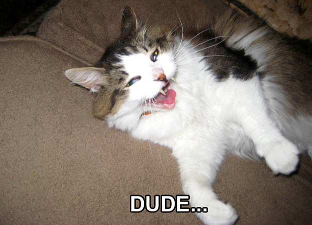 ...stop making that face, dude