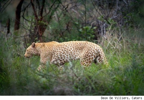 Tourists on a safari in South Africa were in for a big surprise when they spotted a real-life “Pink Panther” during their tour. Photographer and safari guide Deon De Villiers was able to snap the fashionable feline on camera. While the leopard’s spots help to camouflage him while stalking prey, this feline’s strawberry tint surely makes him a stand-out.