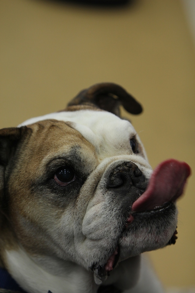 Not a contest category: Best tongue-lolling.