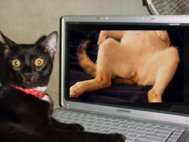 And this is what they do when they find out that the neighbours were right.