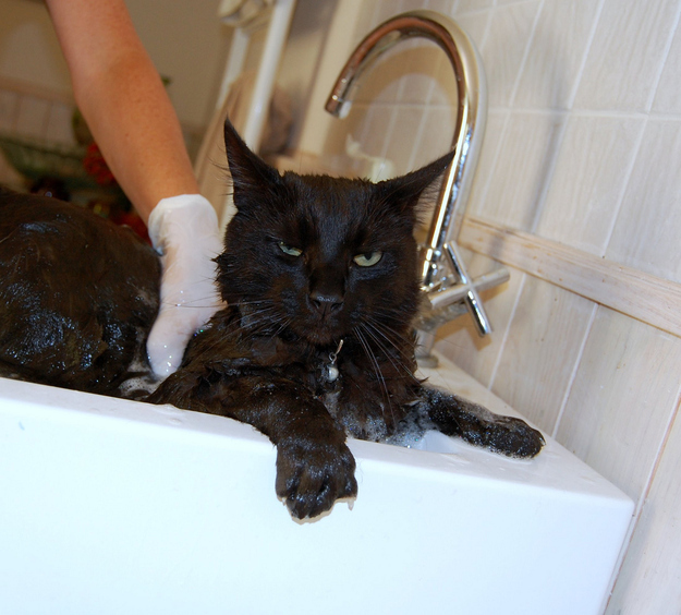 30 Wet Unhappy Cats