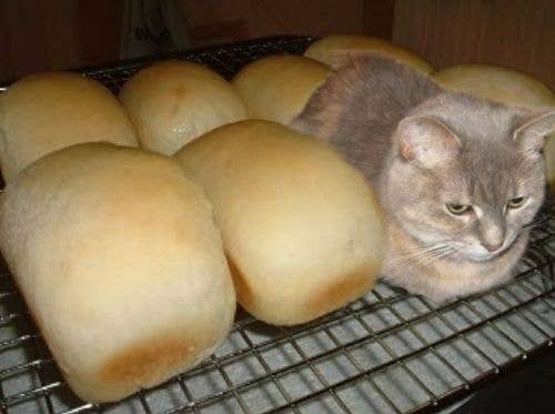 wallpapers They Said I Could Be Anything So I Became A Loaf Meme they said i could be anything cat edition