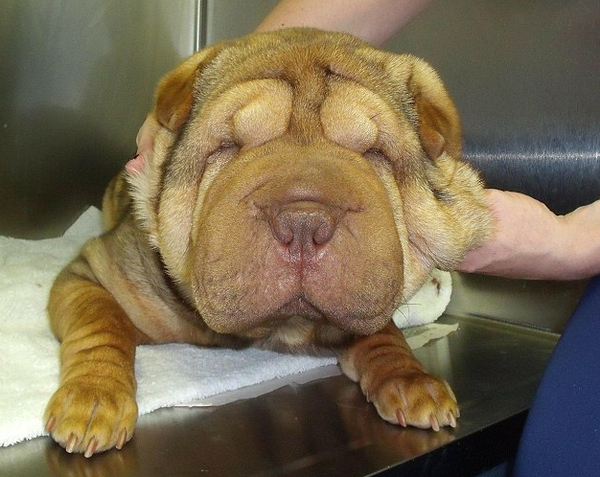 Molly the Shar Pei needed a facelift because she had a disease which left her unable to see, her skin folding over her eyes. So that meant: makeover time! Click to see her amazing transformation.