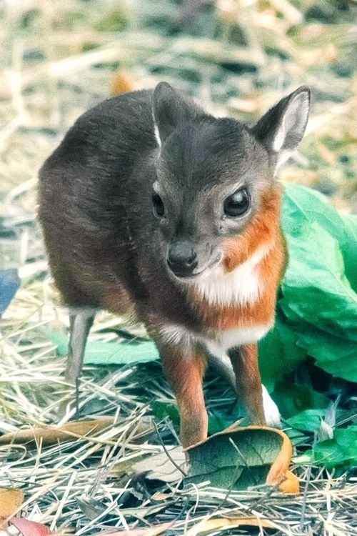 The Tiniest Baby Antelope You Will See Today
