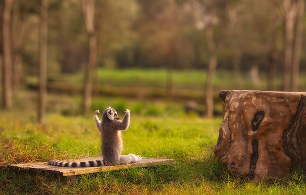 And, the round goes to... Lemur