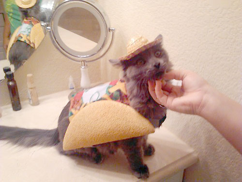 Tacocat! It's a palindrome!
