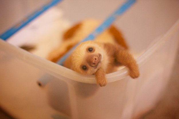 Look at this baby sloth: