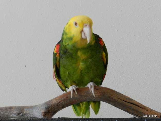 William McKinley had a Mexican double-yellow-headed parrot.