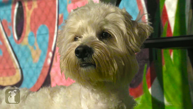 When his doggie companion was hit by a car recently in Los Angeles, this heroic dog stayed by his companion's side until help arrived. Little Romeo is a hero who stood by his lover Juliet through the most tragic of events. An inspiring story of animal devotion that we're very proud to share.
