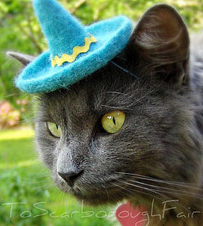 11 Thrilled Cats Wearing Sombreros