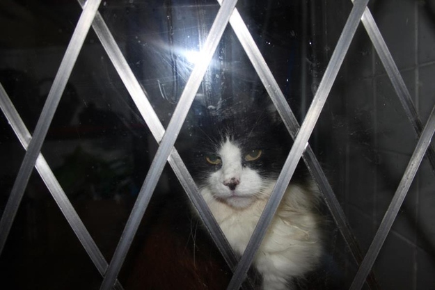 Hates being locked outside.