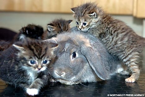 This bunny enjoys playing Scrabble and making new friends.