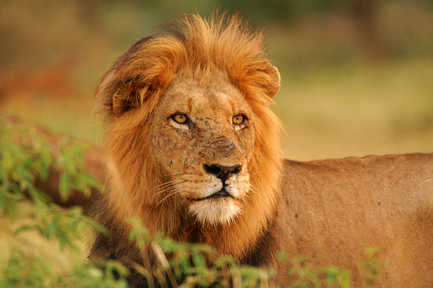 Lion looking ahead