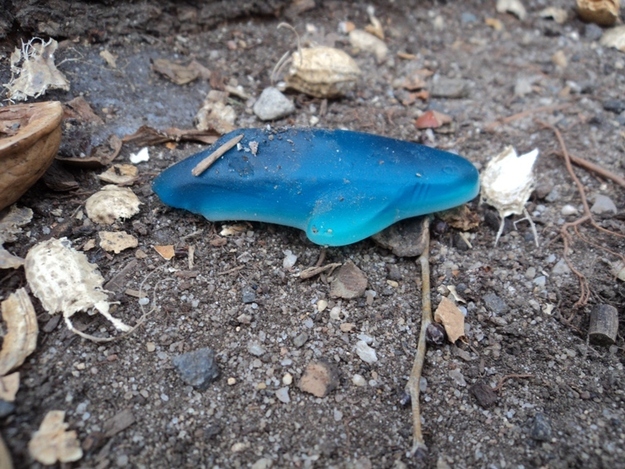 Gummy Shark found at Central Park.