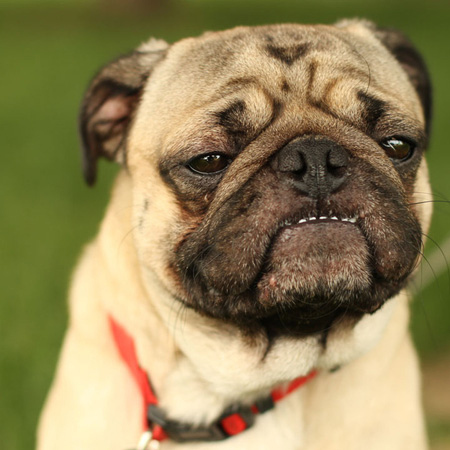 This pug just saw "500 Days of Summer" and could really relate to the "expectations vs. reality" montage.