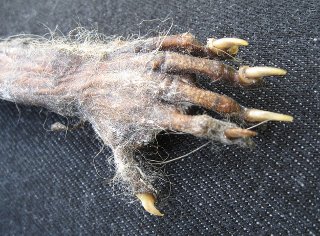 From the listing: "This is a real possum arm and hand, complete with claws and a few wisps of fur, that was naturally mummified and then further dried and preserved in borax and baking soda for many months."Price: $10