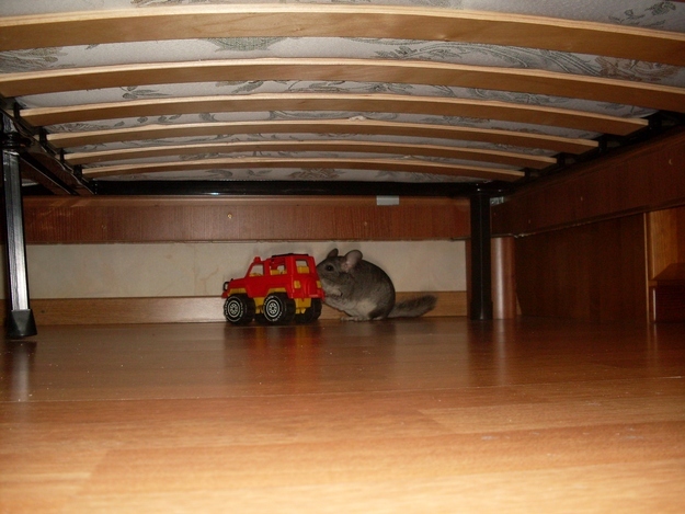 A chinchilla finds a toy truck, and decides to play with it.