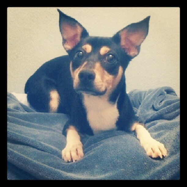 Lulu Bell is a charmer. Once you see her, you're hooked. Sweet and playful, perfect for any family.