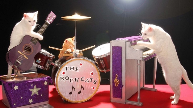These cats have had moderate success touring.