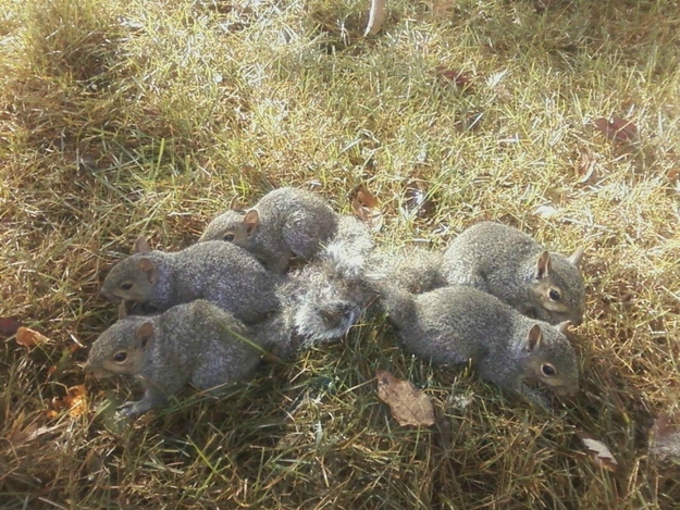 I was pressed into squirrel rescue this morning on my way out. 5 young squirrels got tangled in Christmas lights in my neighbor’s yard. We got the lights off, but now their tails are one big knot, so I have to bring them into a rescue place to untie them, as I am unequipped to untie squirrel tail knots. I should be in this afternoon.