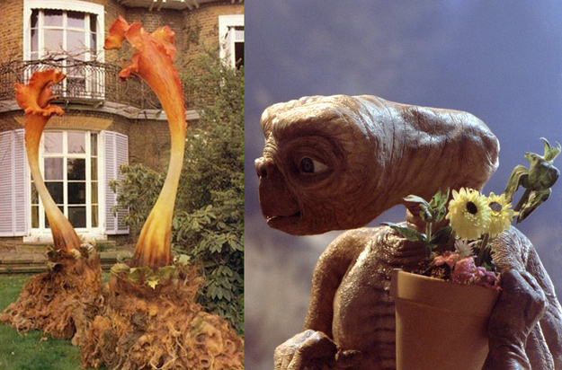 Not only were some of the alien plants in E.T.’s spaceship made from condoms and balloons but there was also a Triffid from The Day of the Triffids.