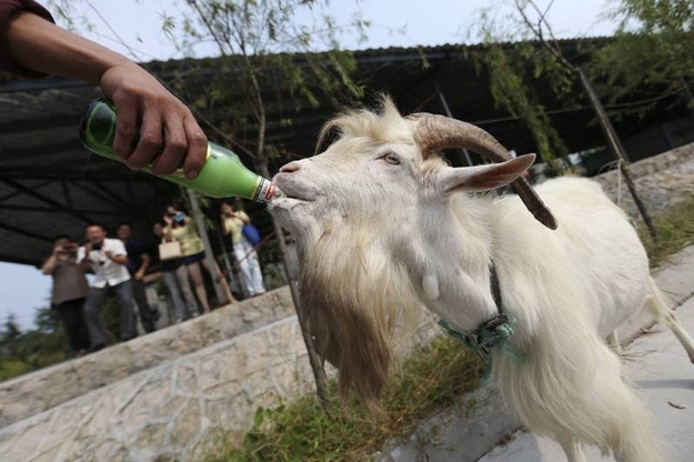 According to Reuters, this guy can drink four beers in a row—a heavyweight as far as goats are concerned. Now why Reuters is reporting about goats and alcoholism is the real question.