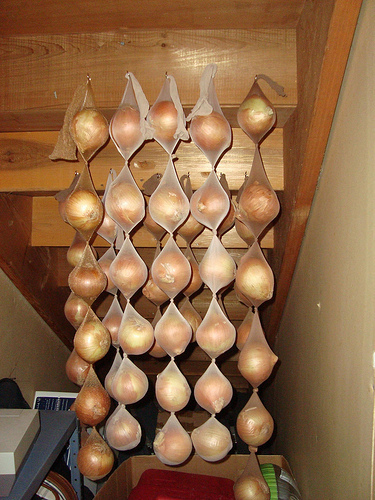 Onions stored in pantyhose will last as long as 8 months.