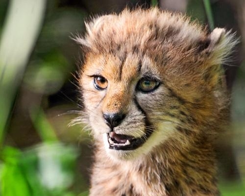 What's cute: Everything. What's deadly: Claws. Teeth. Stealth. All of the above!