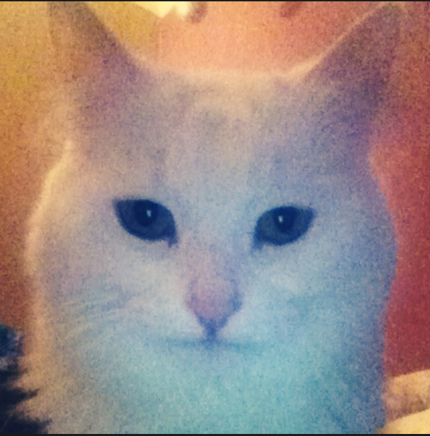 Finally can use #instagram. I took this with my new iPhone 4! I got it after waiting the two years. Thank god I’m still on the family kitty plan! #winning #worththewait #purr