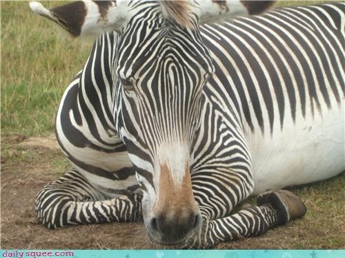 Unamused zebra had to change the station he was so unamused.