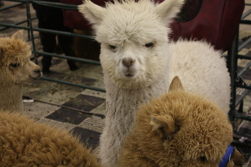 This Llama thought all the china breaking was unnecessary.