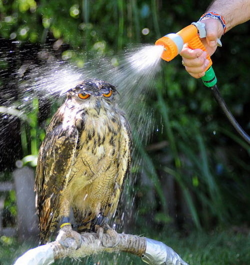 This wet owl Is unamused that Liz and Dick are now apparently mimes.