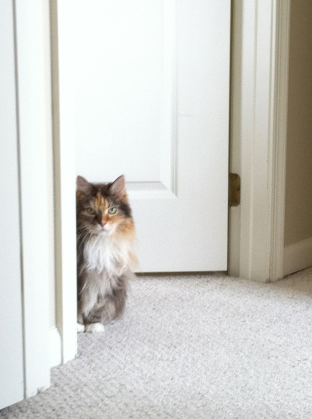 This cat is unamused that you tweeted your approval of Liz and Dick.