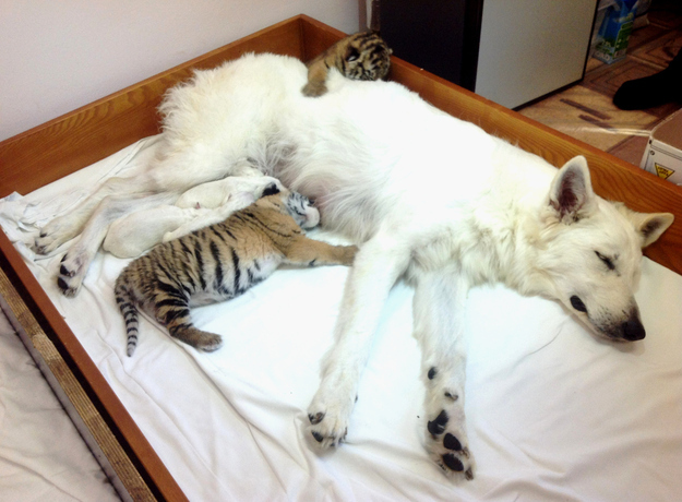 In this photo made Thursday, Nov. 22, 2012, white Swiss Shepherd dog, Talli, feeds orphaned tiger cubs and her own cubs in the Oktyabrsky Zoo in the Black Sea resort of Sochi, southern Russia. Three tiger cubs were born in the Oktyabrsky Zoo in Sochi on Nov. 14. Two male cubs, named Olymp and Dar and one female cub Talli, named after her adoptive mother, were abandoned by their birth mother, tigress Bagira. This is not the first time that Bagira has refused to feed her newborns.