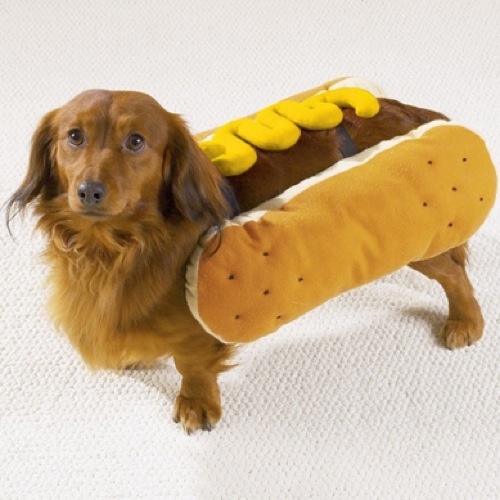 A dog’s normal body temperature is 100.5 to 102.5 degrees Fahrenheit. The human’s body temperature is 98.6 degrees Fahrenheit.
