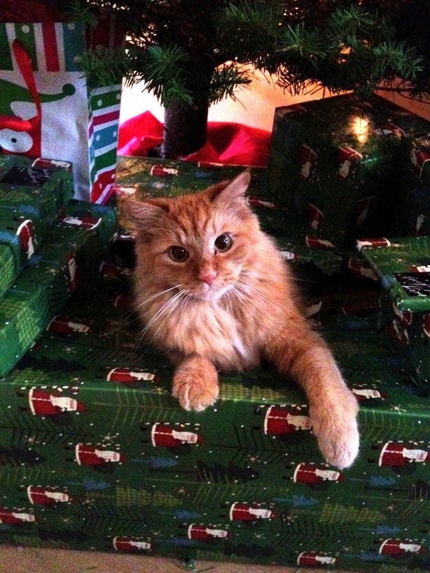 During this holiday season don't forget the importance of rescuing an animal. If you support animal adoption go to facebook.com/Adoptapetcom and become a fan.