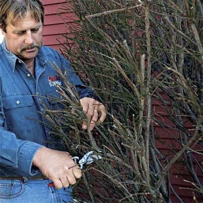 Like facial hair, dead tree limbs are more conspicuous in colder months. TOH landscape contractor Roger Cook prunes an overgrown shrub and marks a task off his fall landscaping checklist.