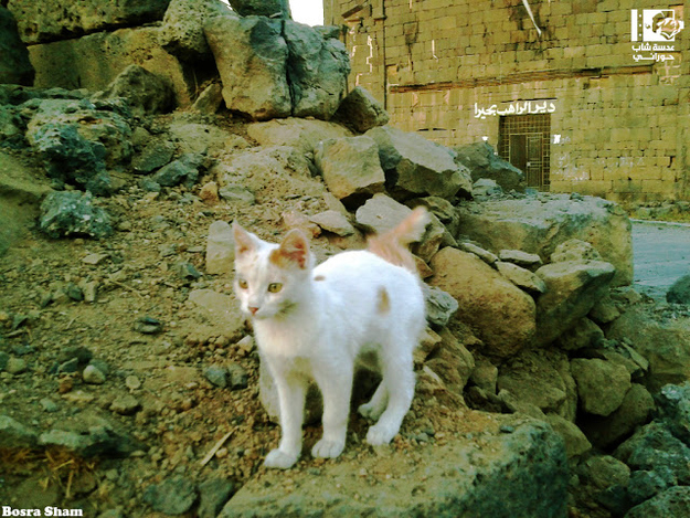 A stray cat in Daraa.