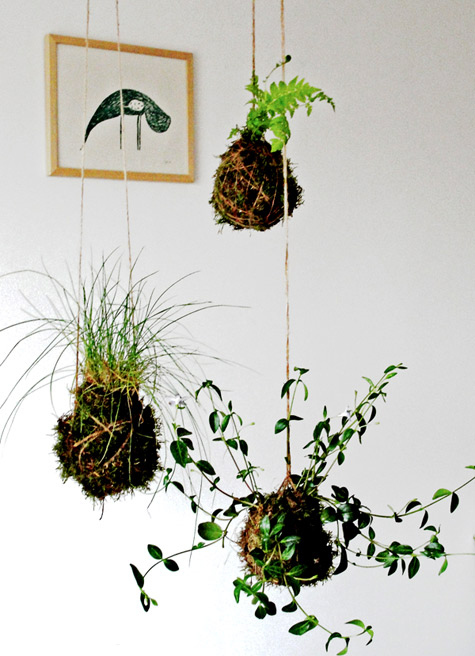 The "Kokedama" is a Japanese form of gardening that is basically a bonsai grown in ball form, covered in moss and living outside of a pot. This is perfect for people who have too many mosquitos. Directions here.