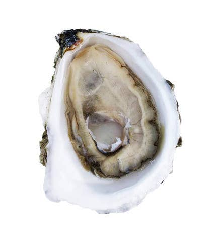 The Only 7 Things You Need To Know About Oysters
