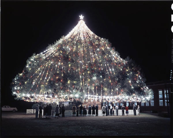 This tree is believed to be more than 400 years old! It was first lit with around 500 lights in 1928, but these days, it proudly displays around 5,250 bulbs.Image Courtesy of NC Collection, UNC-Chapel Hill