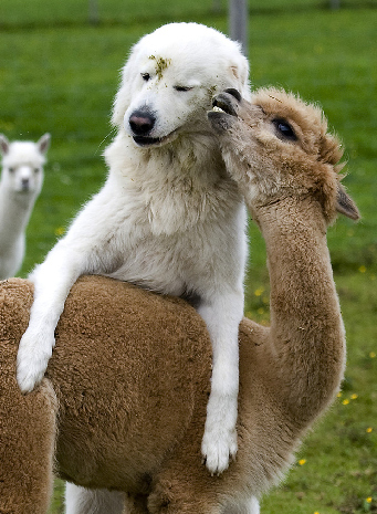 Because in a time of crisis, two animal minds are better than one.